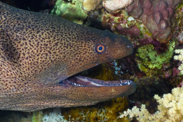 Huvudet moray — Stockfoto