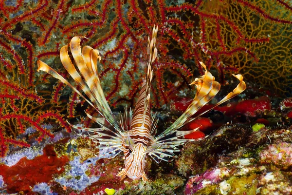 젊은 lionfish — 스톡 사진