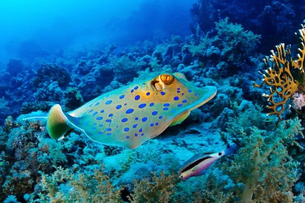 Bluespotted ray swim — Stock Photo, Image