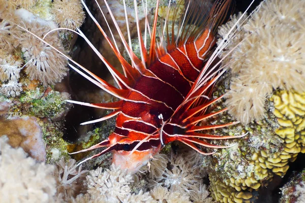 Radial firefish at night — Stock Photo, Image