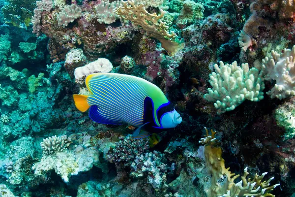 Imperador angelfish — Fotografia de Stock