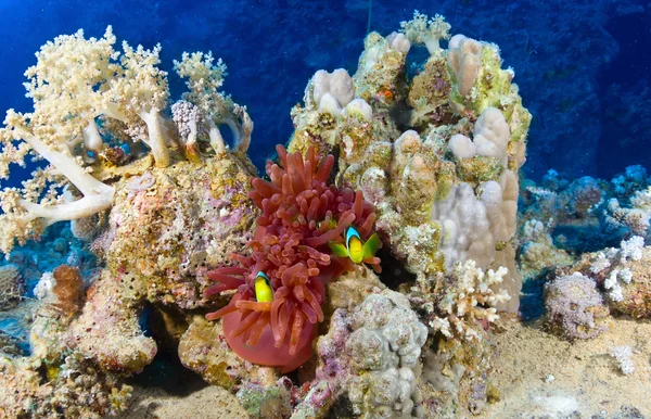 Clownfishes op het koraal — Stockfoto