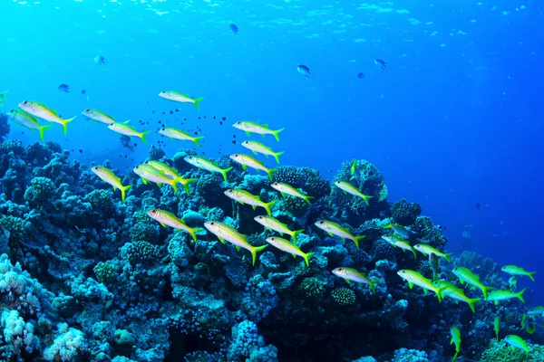 Peixes da espécie caprina albacora — Fotografia de Stock