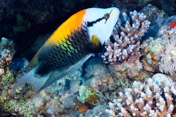 Mandíbula de resorte wrasse —  Fotos de Stock