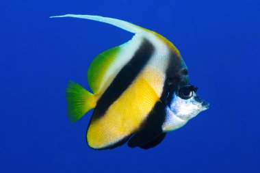 Kızıldeniz bannerfish