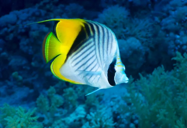 Draadvinnigen butterflyfish — Stockfoto