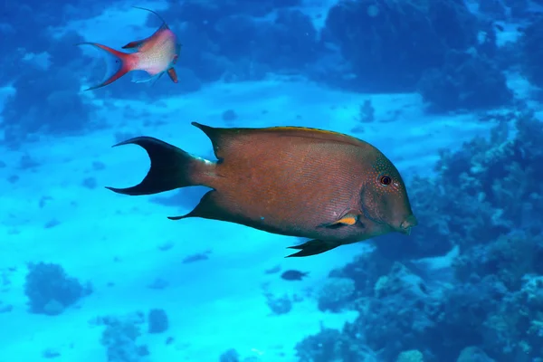 Hnědá surgeonfish — Stock fotografie