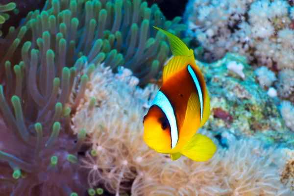 Peixe-palhaço — Fotografia de Stock