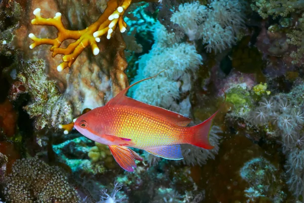 海のゴールディ — ストック写真