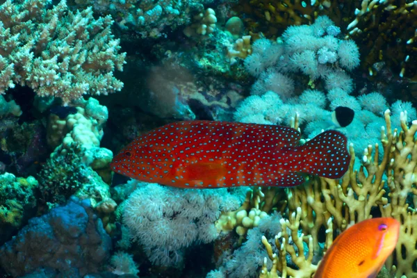 Coral hind — Stock Photo, Image