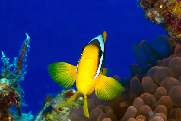 Peixe-palhaço — Fotografia de Stock