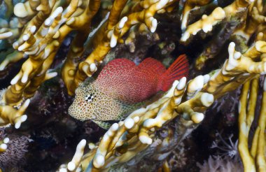 leopar blenny