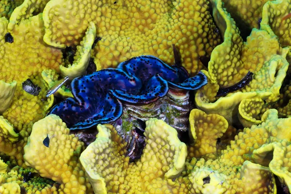 Раковина в кораллах — стоковое фото