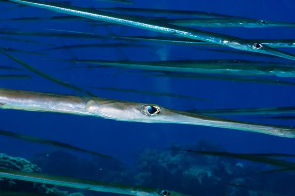 Bluespotted cornetfish — Stock fotografie