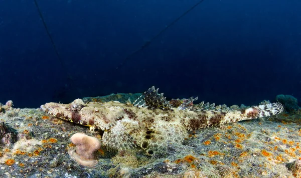 ワニの魚 — ストック写真