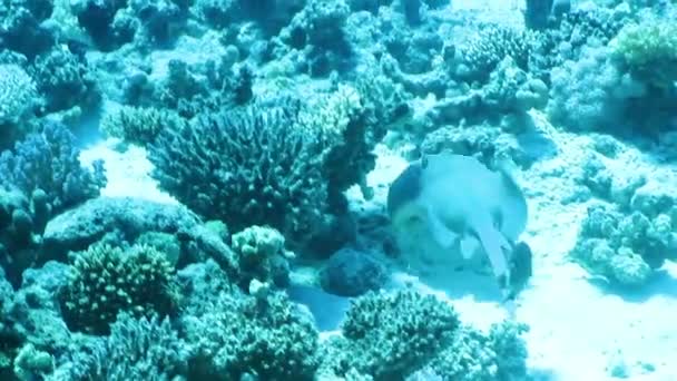 Stingray à points bleus — Video