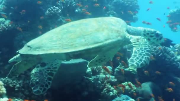 Hawksbill turtle — стокове відео