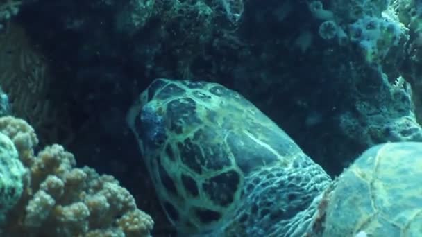 Hawksbill turtle — стокове відео