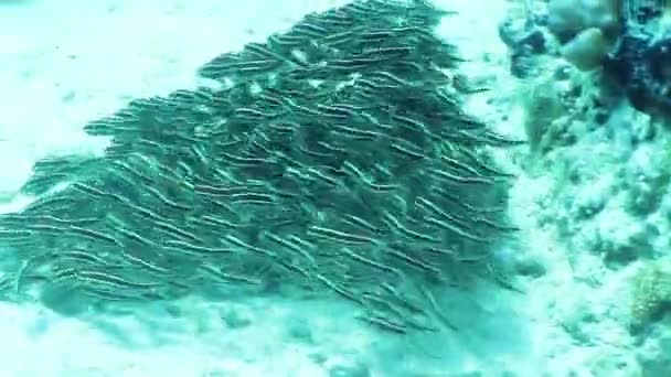 Pesce gatto anguilla striato — Video Stock