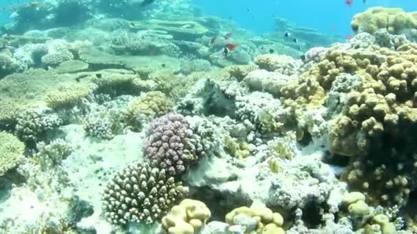珊瑚礁 — 图库视频影像