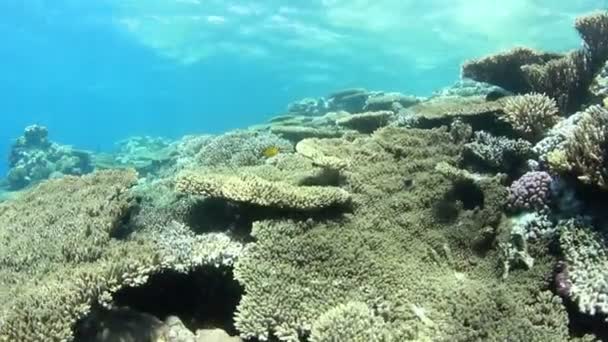 Coral reef — Stock Video