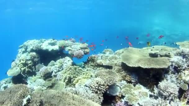 Коралловый риф — стоковое видео