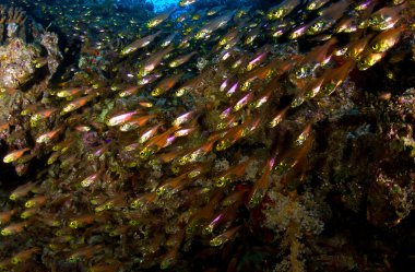 Glassfishes