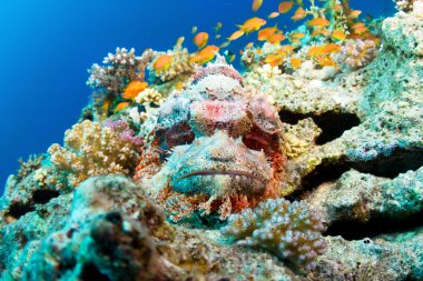 Sakallı scorpionfish