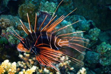 Radyal firefish gece