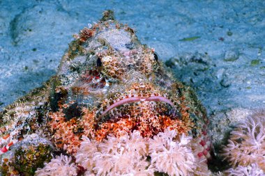 Scorpionfish