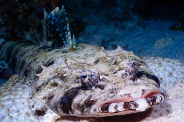 Crocodilefish