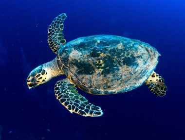 hawksbill kaplumbağa