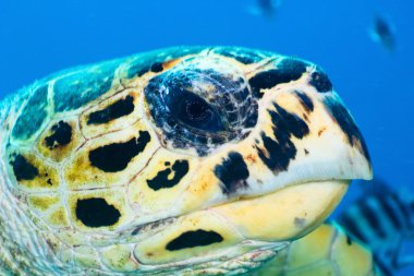 hawksbill kaplumbağa portre