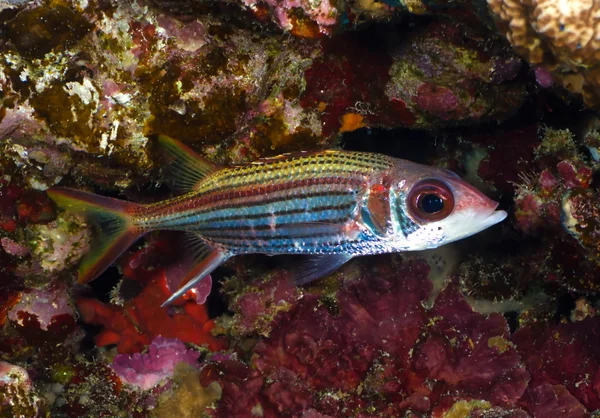 Sammara squirrelfish — Stock Photo, Image