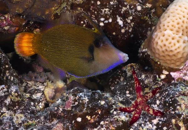 Filefish Blackbar — Fotografia de Stock