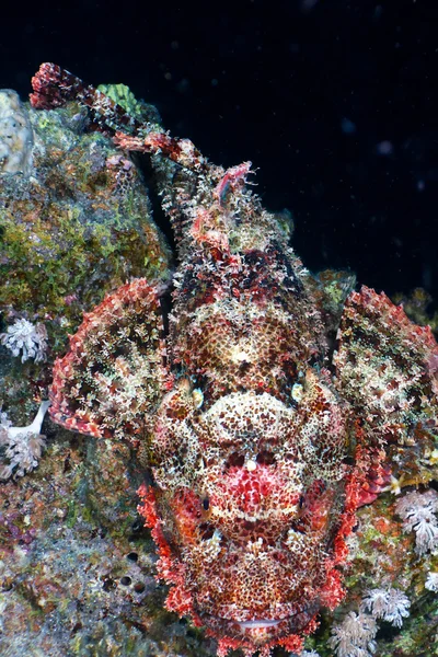 Scorpionfish вид сверху — стоковое фото