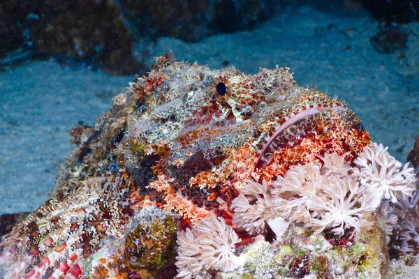 Scorpionfish — Stock Photo, Image