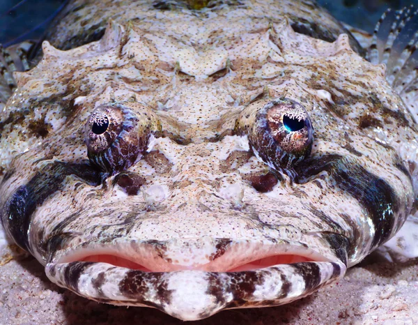 Crocodilefish porträtt — Stockfoto