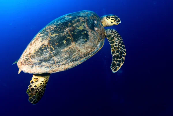 Falkenschildkröte — Stockfoto