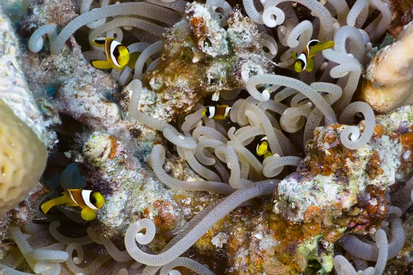 Small clownfishes — Stock Photo, Image