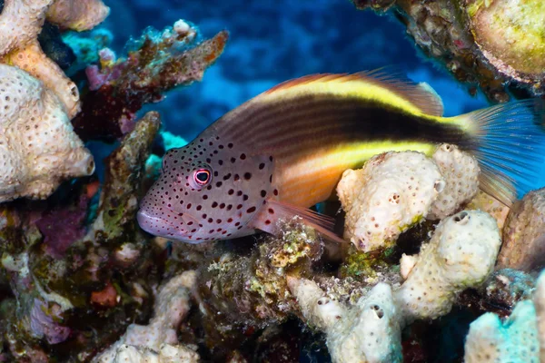 Blackside hawkfish — Stock Photo, Image