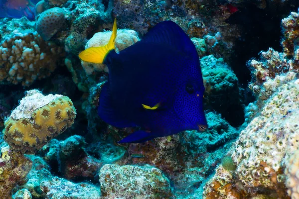 Yellowtail tang — Stockfoto