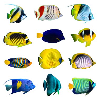 Tropik balık koleksiyonu
