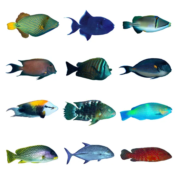 Colección de peces tropicales — Foto de Stock