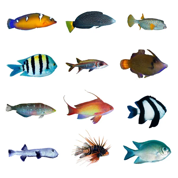 Tropical fish collection — Stock Photo, Image