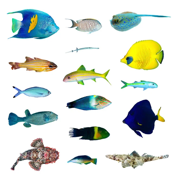 Tropical fish collection — Stock Photo, Image