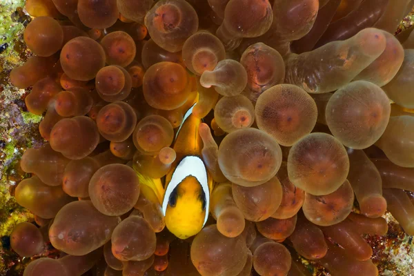 Clownfish — Stock Photo, Image