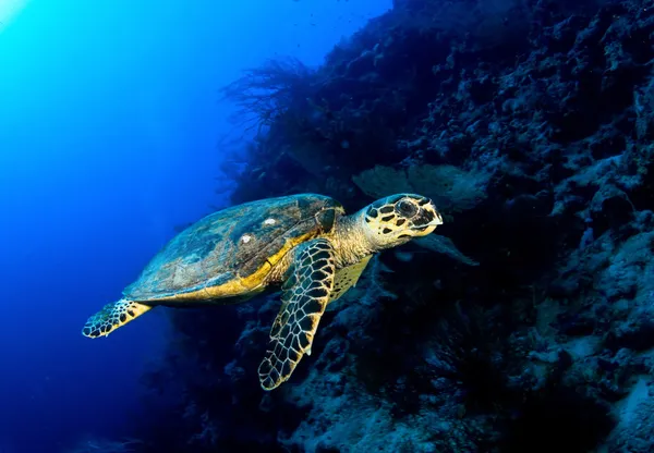 Falkenschildkröte — Stockfoto