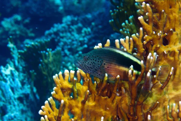 Blackside hawkfish — Stock Photo, Image