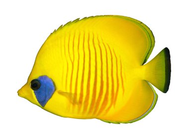 maskeli butterflyfish